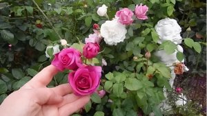 Три подкормки за сезон — и ваши розы скажут спасибо: создаем красоту своими руками