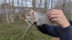 В «Пасвике» окольцевали редкого дрозда с загадочным названием