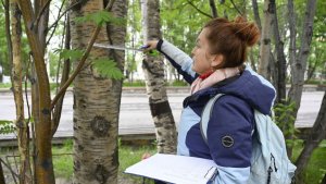 Учёные ПАБСИ наметили план обновления Рябиновой аллеи в Североморске