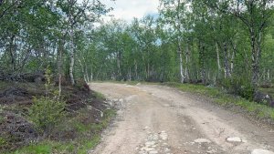 «Выкинули умирать»: в Мурмашах волонтеры спасли в лесу пятерых щенков