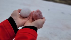 В Хибинах туристы устроили «охоту» на редкий розовый снег с запахом арбуза