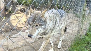 В Зеленоборском у жилых домов заметили раненого одноглазого волка