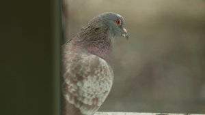 В Мурманске голубь попал в ловушку между оконными стеклами: на помощь приехала аварийная служба