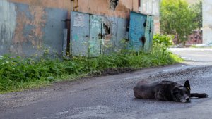 «Постоянно бегает свора»: в Туломе на улице Школьной дворовая собака покусала ребенка