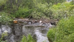 Забит покрышками и ветками: в Мурмашах из-за мусорного завала уходит под воду мост через Кротов ручей