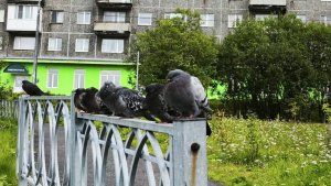 В Мурманске жильцы девятиэтажки устроили выставку из мешков с мусором в подъезде