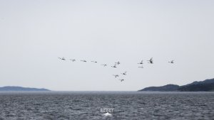 Ночной полет: над Кольским заливом засняли стаю лебедей