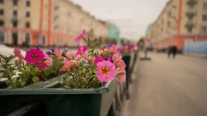 К 110-летию Мурманска: на улицах города высадили более 21 тысячи цветов и раздали луковицы тюльпанов северянам