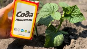 Не только для выпечки: 5 способов применить соду на даче — скрытые возможности копеечного средства
