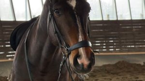 Судебный спор из-за постоя лошадей: в Мурманске с экс-инструктора взыщут более 250 тысяч рублей