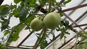 Забудьте про пустые кусты: 3 подкормки для взрывного плодоношения томатов — идеальная формула