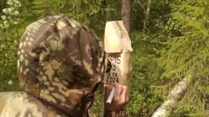 35 гектаров: в Мурманской области провели масштабную вырубку слабых деревьев