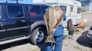 Замучил рыбака: в Териберке поймали 30-килограммового палтуса