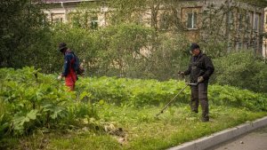Вывозят на специальный полигон: в Мурманске продолжается борьба с борщевиком