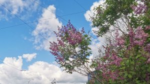В Мурманске июнь-2026 вошел в десятку самых теплых и вдвое перевыполнил норму осадков