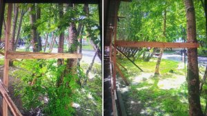 «Деревья живые, это безобразие»: в Североморске строительные леса прибили гвоздями к рябинам