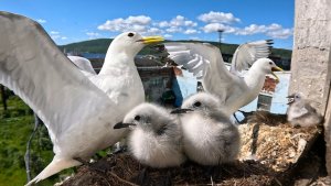 Молодые пуховички: на заброшенных зданиях в рыбном порту Мурманска вылупились сотни птенцов