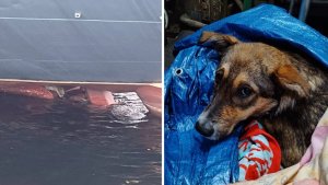 «Вы — Человечищи!»: в Североморске жители спасли застрявшую в винте корабля собаку