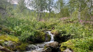 Волшебство посреди ночи: в Кировске проведут необычную прогулку «Купальский венок»