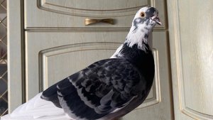 «В природу вернуть нельзя»: в Североморске ищут платную временную передержку для спасенного голубя
