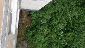 «До мусорки не донесли»: в Полярных Зорях жильцы убрали свой двор от травы и подкинули ее под окна соседям