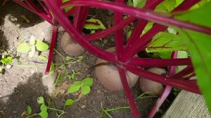 Дожди губят свеклу — 3 шага, которые спасут ваш урожай: шпаргалка для огородника