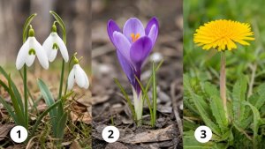 Цветочный тест — 3 шага к исполнению вашей мечты: психология желаний