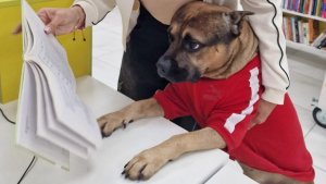 В библиотеке Апатитов начали принимать хвостатых «читателей»