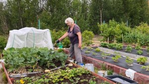 Клубника на камнях: пенсионерка из Корзуново превратила бесплодный северный песок в цветущий огород