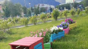«Зелёный наряд приходит в упадок»: жители Кировска попросили провести в городе глобальное озеленение