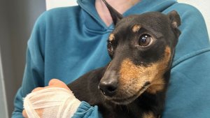 В Апатитах ветеринары спасли от ампутации лапу искалеченной бойцовским псом собаке