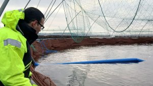 В Мурманскую область доставили 6 миллионов элитных мальков красной рыбы