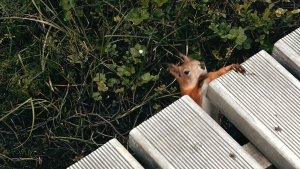 «Поймай, если сможешь»: в Мурманске неуловимая белка устроила спринтерские забеги от фотографов