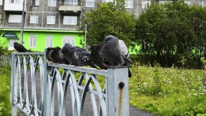 Птичья месть: в Мурманске неудачная парковка стоила владельцу авто лакокрасочного покрытия