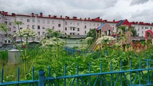 Покосили «тяп-ляп»: в Мурманске ядовитый борщевик у песочницы на Володарского пережил визит коммунальщиков