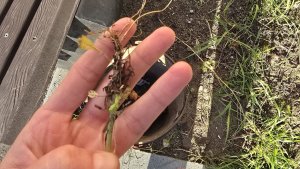 В Никеле садовод во дворе уличила прохожих в уничтожении клумб