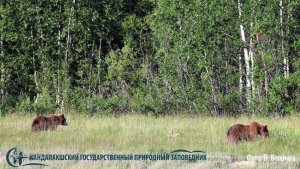 Сочная трава и ягоды: в Кандалакшском заповеднике засняли трапезу двух медведей