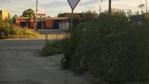 «Детей не видно, взрослых — с трудом»: в Апатитах водителей предупредили о «слепых зонах» из-за зарослей