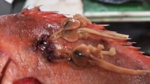 Черные капсулы в морском окуне: мурманские эксперты объяснили, опасна ли рыба из магазина