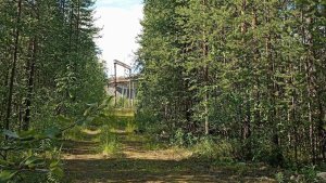В Оленегорске пропавшую 73-летнюю пенсионерку нашли мертвой в лесу у трассы