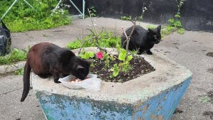 В Мурманске ищут ловцов кошек для стерилизации большой колонии бездомных животных