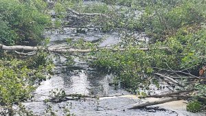 «Перекрыт ручей бревнами»: под Оленегорском завалили водоем ради ЛЭП