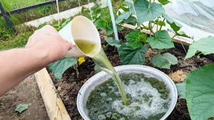 Огурцы будут плодоносить до осени: 4 лучшие подкормки в середине лета — выбираем органику
