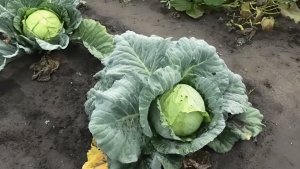 Июль на капустной грядке — готовимся к урожаю: спасаем кочаны от рыхлости