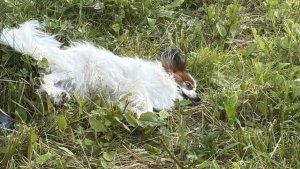 В Апатитах собаку с 4 этажа выкинула пьяная хозяйка — соцсети