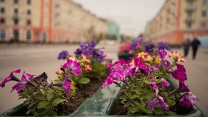 Капуста и калибрахоа: в Мурманске улицы украсили 166 тысяч морозостойких цветов