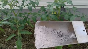 Осторожно, зола: 4 ошибки, которые погубят ваш урожай — натуральное удобрение может испортить почву