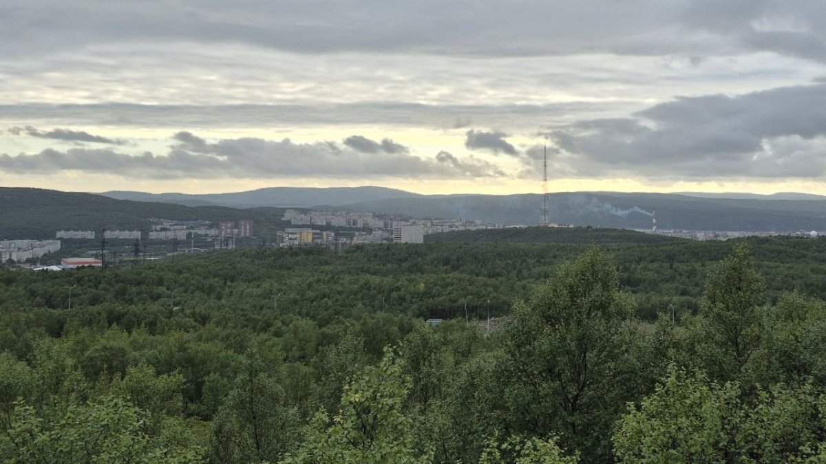Лес на фоне города летом.