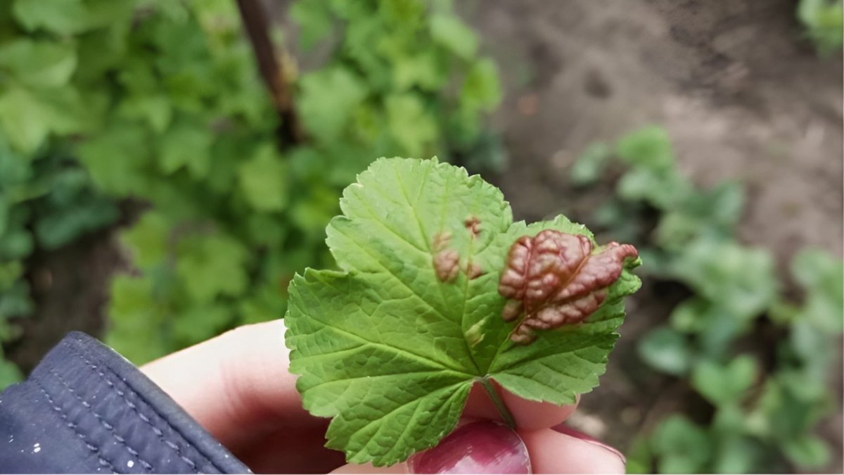 поврежденный лист смородины