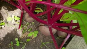 Лето на исходе — свекла на подходе: 4 шага к отличному урожаю